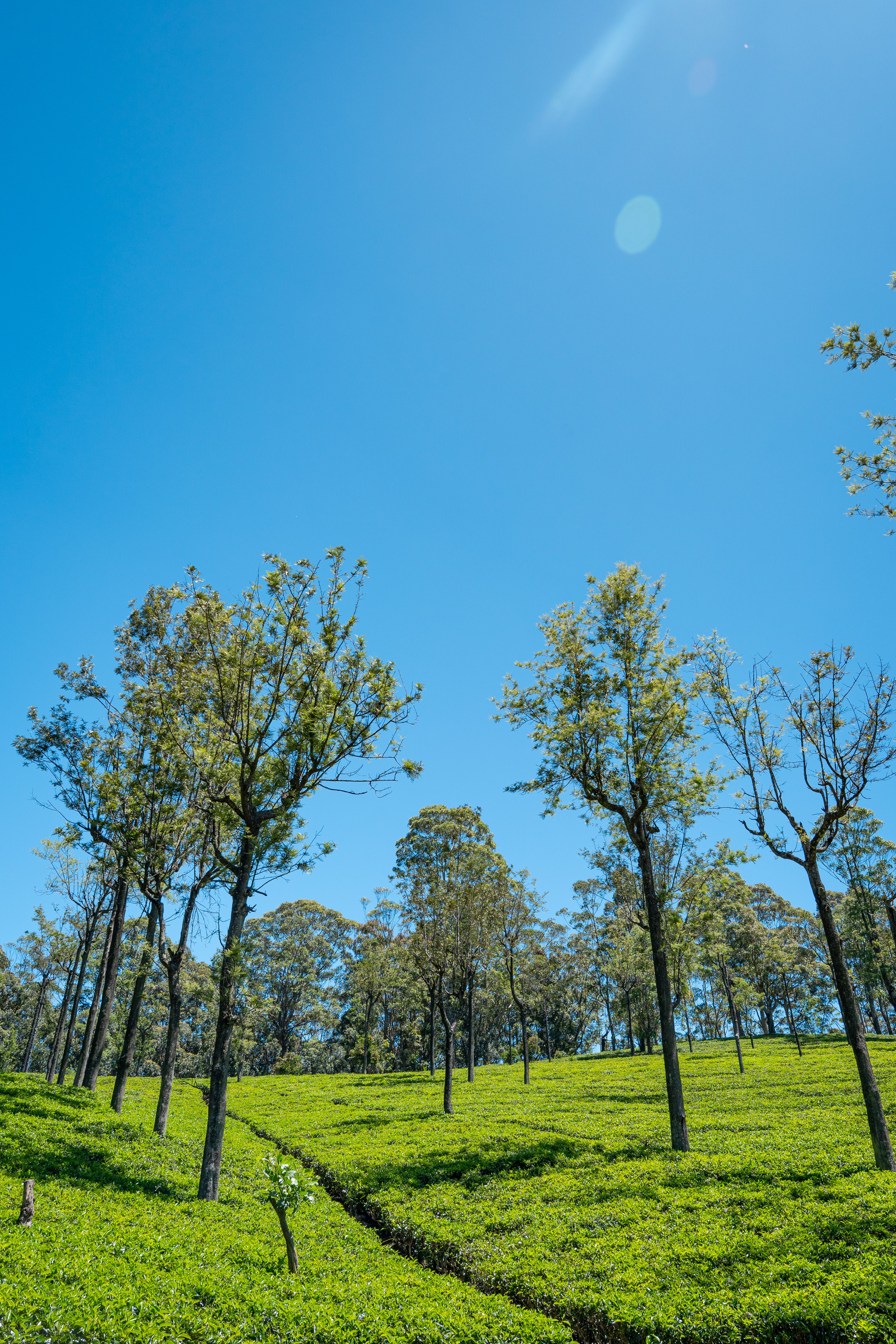 Central Highlands