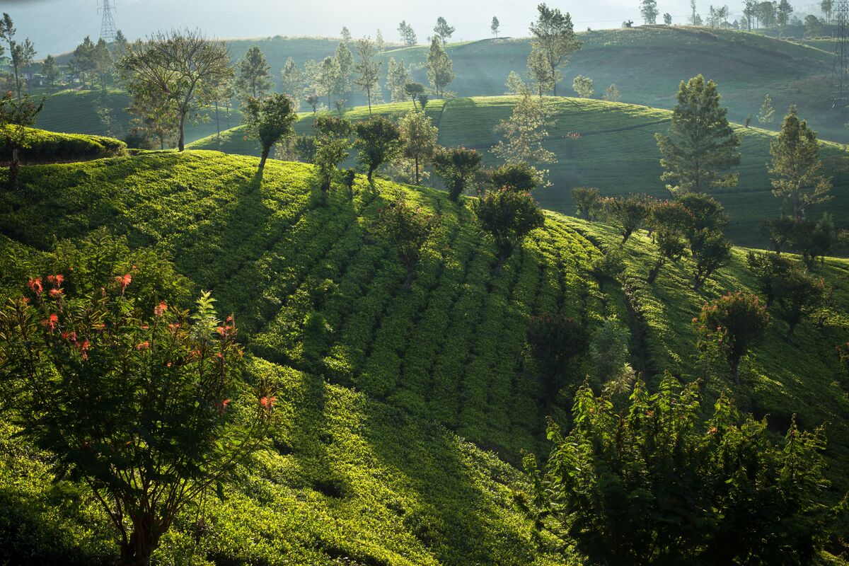 Sri Lanka Highlands